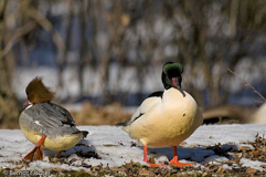 G�nses�ger  - Zum Vergroessern klicken!